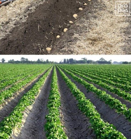 Выращивание картофеля: изучаем различные методы и выбираем свой | arnoldrak-spb.ru | Дзен